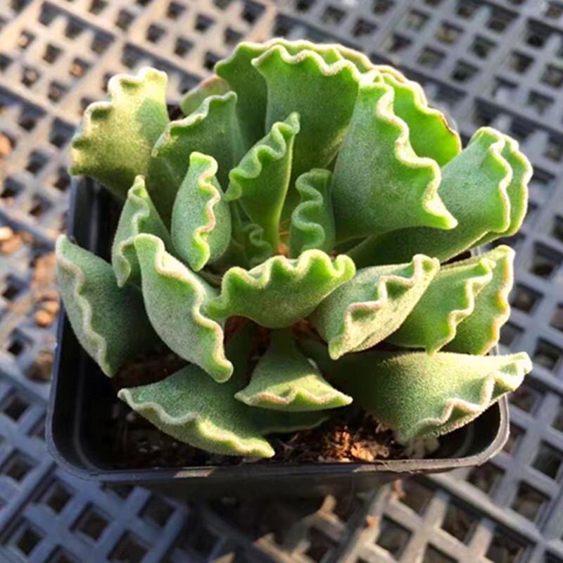多肉植物【神想曲】精品进口阳台绿植盆景办公室盆栽花卉室内创意