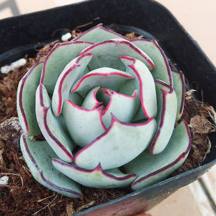 多肉套餐特玉莲女王麦秆剑司诺娃水蜜桃侧影室内桌面盆栽