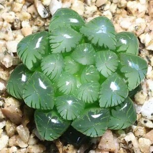 玉露冰灯多肉植物组合十二卷花卉盆栽黄金玉露冰灯 室内盆栽属鸡