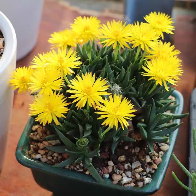 黄花照波多肉植物新手好养芳香波小人鱼肉肉办公桌花卉盆栽
