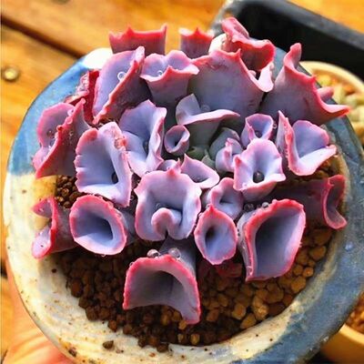 魔笛多肉植物盆栽猪鼻子肉肉筒叶pink窗台室内阳台花卉净化空气