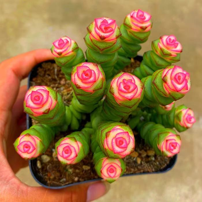 彩色钱串锦多肉植物室内新手好养红心盆栽花卉红心花卉花卉耐寒