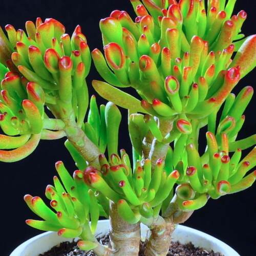 吸财树老桩招财新手好养花卉桌面客厅室内阳台绿植盆栽多肉植物