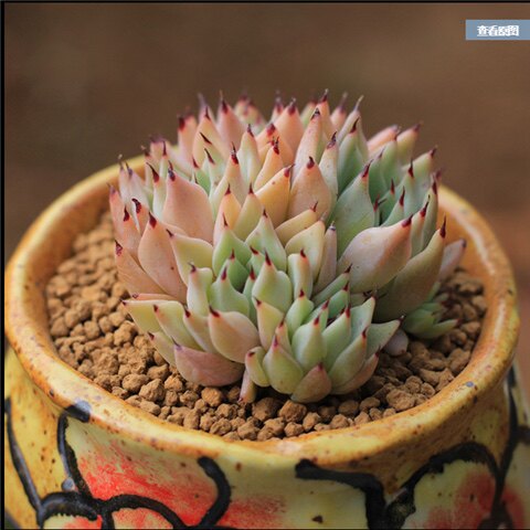 绿爪多肉多肉植物绿底黑尖多头小群载好发货状态好