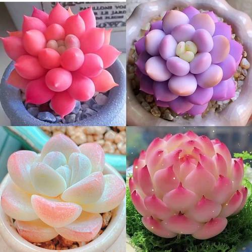 多肉套餐红蜻蜓泡芙红蜻蜓侧影植物好养室内阳台办公室盆栽