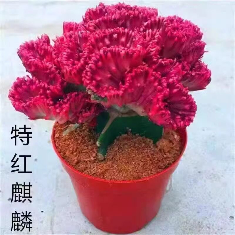 玉麒麟盆栽 室内客厅耐旱植物花卉多肉 红麒麟办公室桌面招财摆件图片