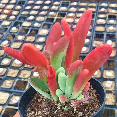 火狐狸 多肉植物 肉肉植物 萌肉肉组合盆栽 室内花卉 陌上花