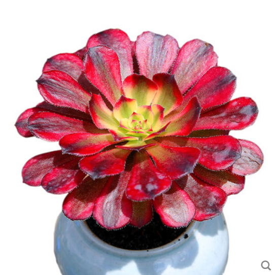 红色法师红覆轮法师大单头多肉植物花卉盆栽办公室绿植肉肉植物,鲜花速递/花卉仿真/绿植园艺,多肉植物,淘宝优惠券,粉丝福利购,淘宝优惠卷