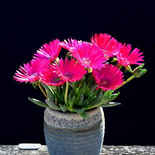 奔龙 多肉植物开花组合 照波番杏科办公室内桌面盆栽