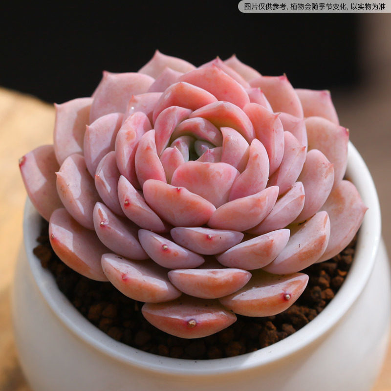 恩宠多肉植物室内阳台花卉绿植盆栽云南直发不含花盆