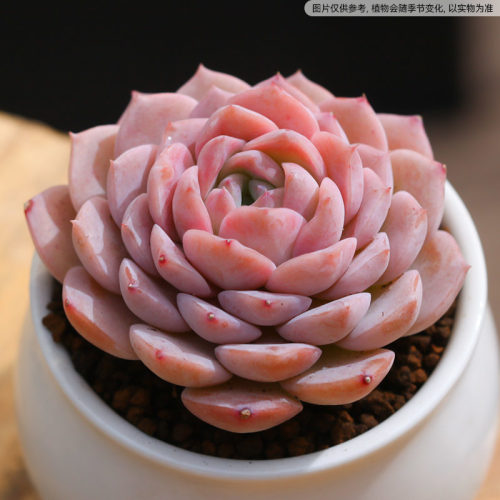 恩宠多肉植物室内阳台花卉绿植盆栽云南直发不含花盆