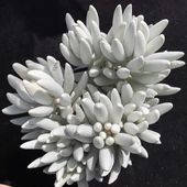 银月高贵银白色 多肉植物盆栽花卉绿植银蚕群生多头肉肉