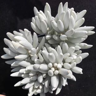 银月高贵银白色 多肉植物盆栽花卉绿植银蚕群生多头肉肉