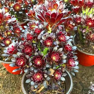 老桩黑法师多肉法师植物超大颗多头清仓花卉盆栽基地直发精品好养