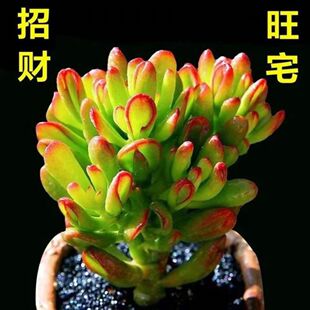 吸财树群生多头多肉植物小盆栽办公桌面花卉筒叶花月花卉绿植