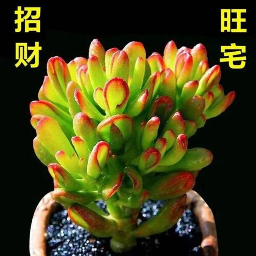 吸财树群生多头多肉植物小盆栽办公桌面花卉筒叶花月花卉绿植