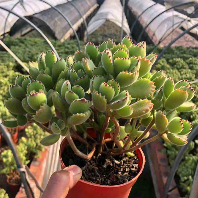 多肉熊童子植物组合爪萌肉肉套餐