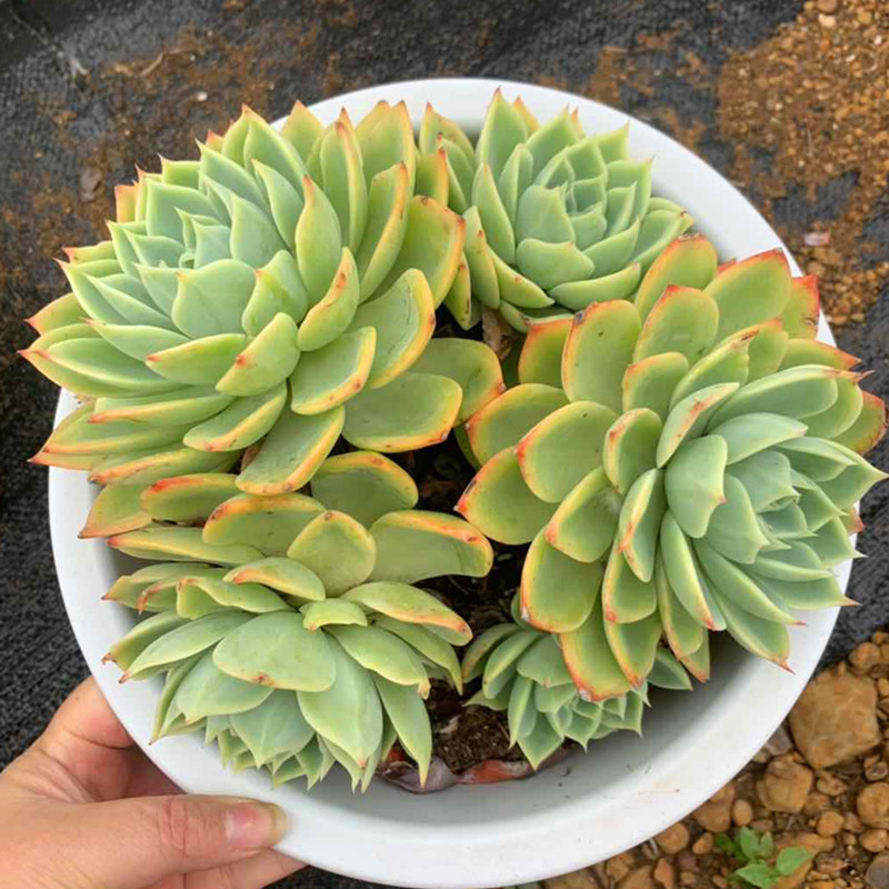 三色堇老桩大群生露养控养植物精养多肉一物一拍室内净化空气美观