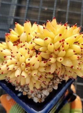 多肉植物虎鲸黄金玛利亚缀化稀有品种罕见贵货组合盆栽绿植花卉