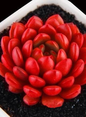 多肉植物 发货绿色红宝石花卉盆栽绿植稀有象征日子红红火火