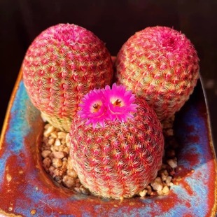 红太阳 多肉植物开花仙人球四季养实生紫太阳室内阳台桌面盆栽