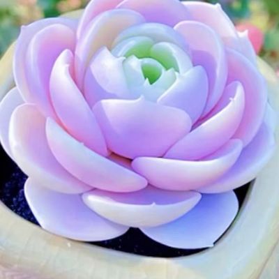 高端精品云南多肉植物蓝色极光室内阳台美观盆栽绿植含盆