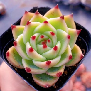 正版 進(jìn)口大顆藍(lán)龍稀有辦公桌多肉植物室內(nèi)花卉盆栽綠植陽(yáng)臺(tái)花卉