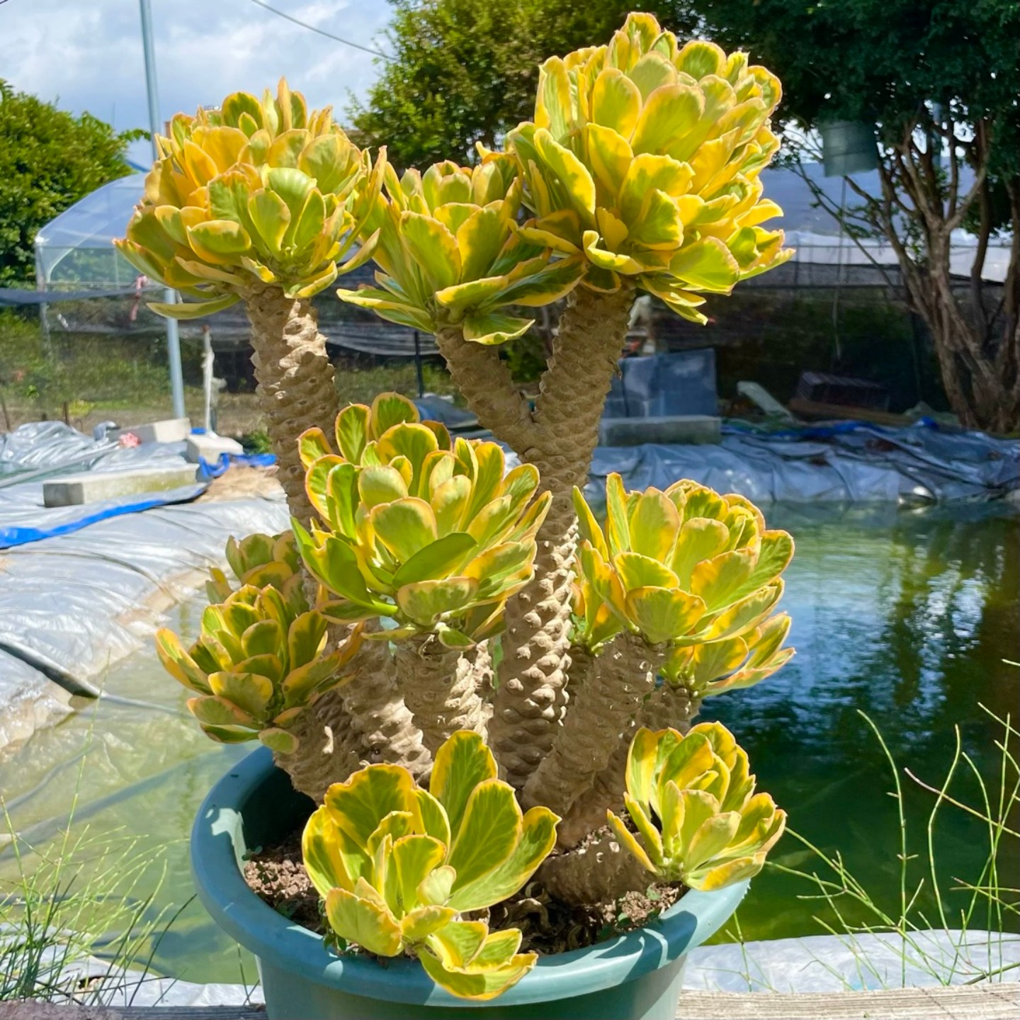 夏季耐热扇贝麒麟锦老桩多肉庭院阳台植物庭院阳台盆栽沙生景观
