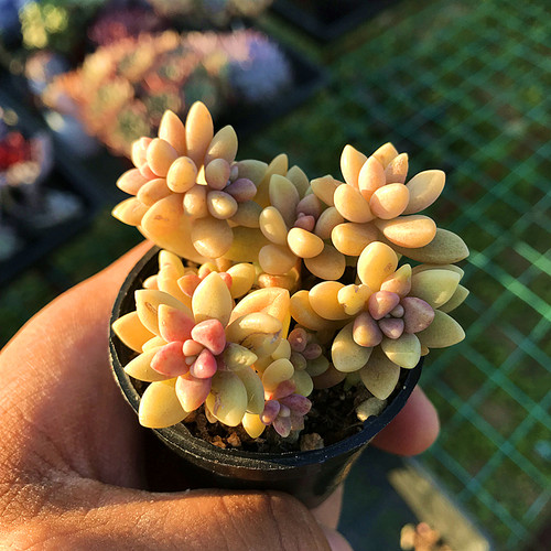 姬秋丽群生 多肉植物 肉肉植物 萌肉肉组合盆栽 室内花卉 陌上花