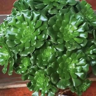 9块9绿玫瑰法师老桩绿羊绒法师多肉植物大颗多头特价清仓超大花卉