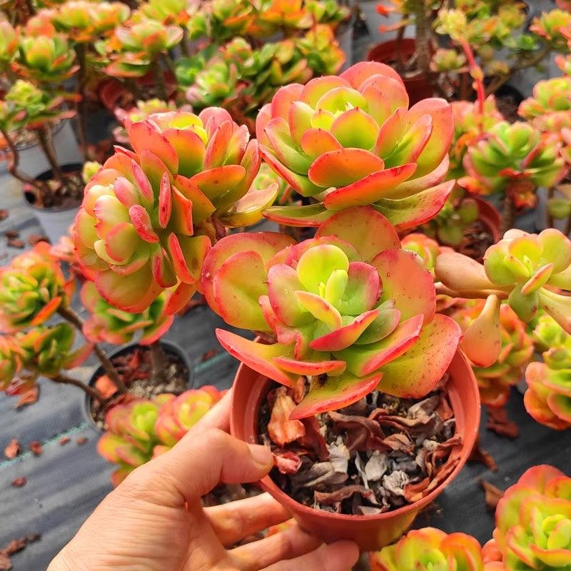 红梅多肉 大理露养植物新手好养活盆栽绿植阳台窗台老桩群生