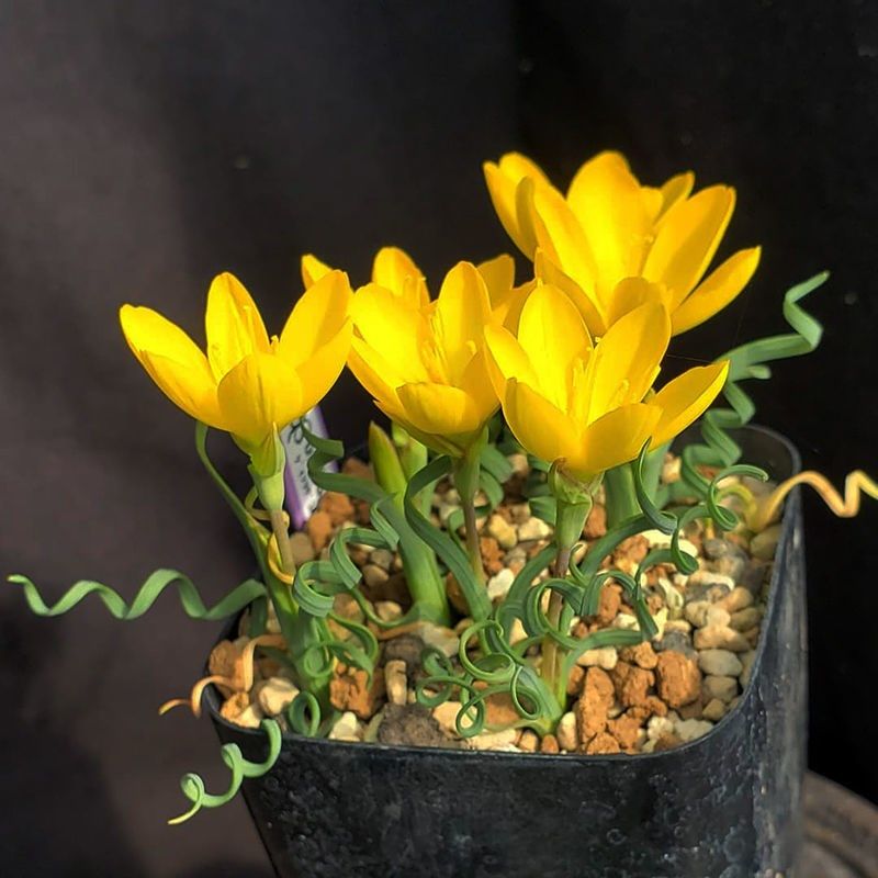 宽叶弹簧草多肉植物盆栽块根卷叶绿植花卉花卉盆栽状态好肉肉