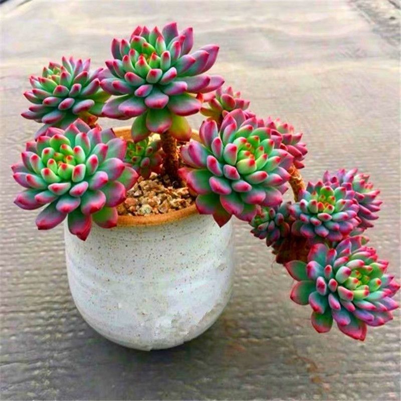 蓝苹果蓝精灵多头群生多肉植物盆栽肉肉新手办公室创意绿植花卉