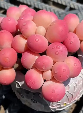 桃蛋多肉植物腰子蛋多头老桩入门优质盆栽室内阳台办公室花卉