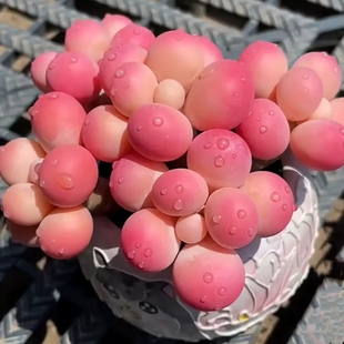 桃蛋多肉植物腰子蛋多头老桩入门优质盆栽室内阳台办公室花卉