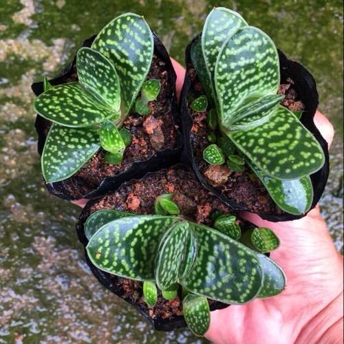 子宝多肉植物元宝花室内桌面造型元宝趣味肉肉创意DIY盆栽花卉