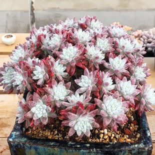 仙女杯奴婢吉娜白菊雪山初霜绿铁爱杜丽斯女王玫瑰群生老桩多肉