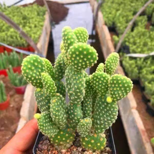 金毛掌盆栽多肉植物白毛掌红毛掌仙人球办公室内绿植花卉好养易活