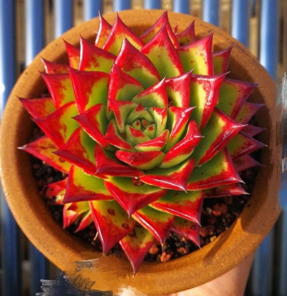 口红多肉植物冬云多肉植物组合盆栽超大多肉植物老桩多肉组合盆栽