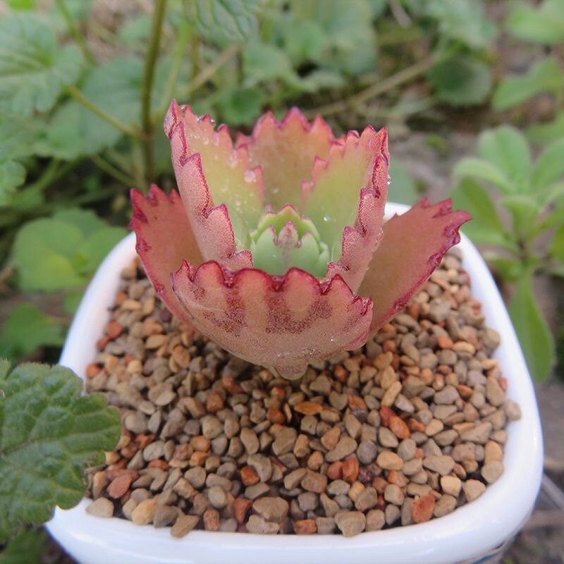 不死鸟落地生根蕾丝公主多肉植物群多头花卉绿植盆栽庭院含盆土
