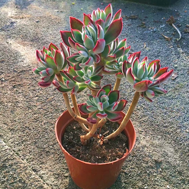 锦晃星造型小老桩趣味多肉植物红兔耳阳台办公室内桌面花卉花卉