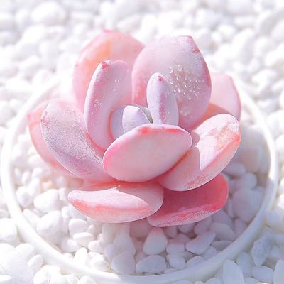 雪莲大颗单头多肉植物小盆栽好养肉肉室内阳公室花卉绿植带盆带土