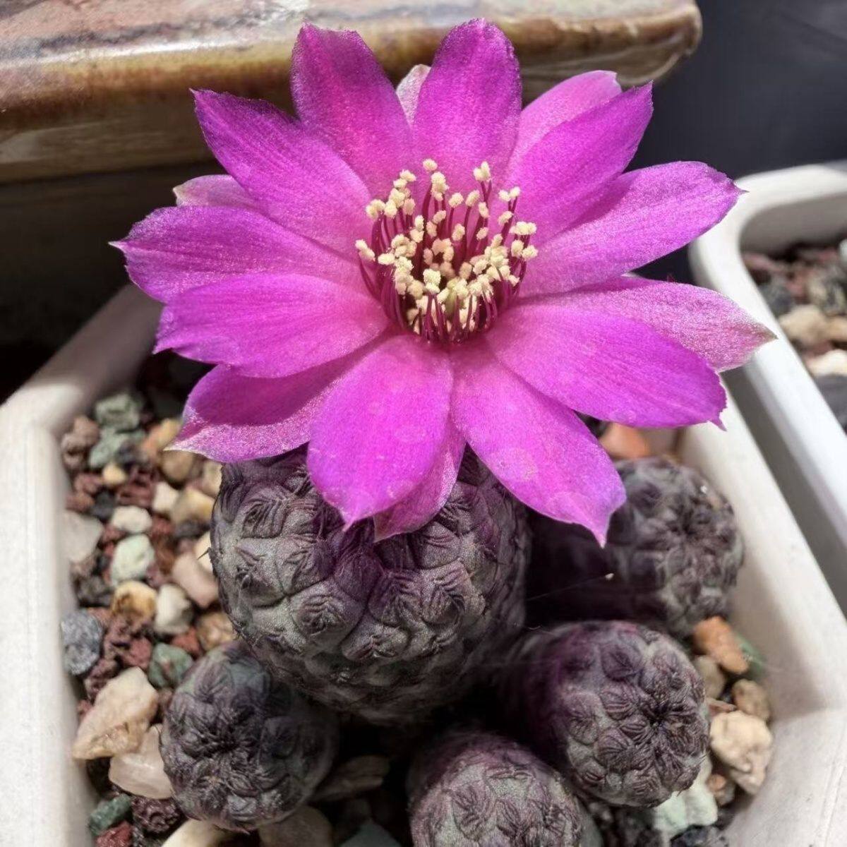 稀有紫丽丸群生仙人球 办公室勤开花花卉 植物桌面盆栽
