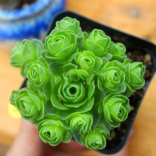 山地玫瑰多头群生多肉植物肉肉新手办公室创意花卉绿植花卉盆栽