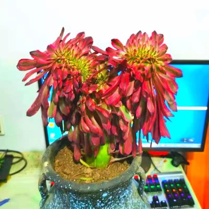 湘英多肉植物盆栽室内阳台绿植
