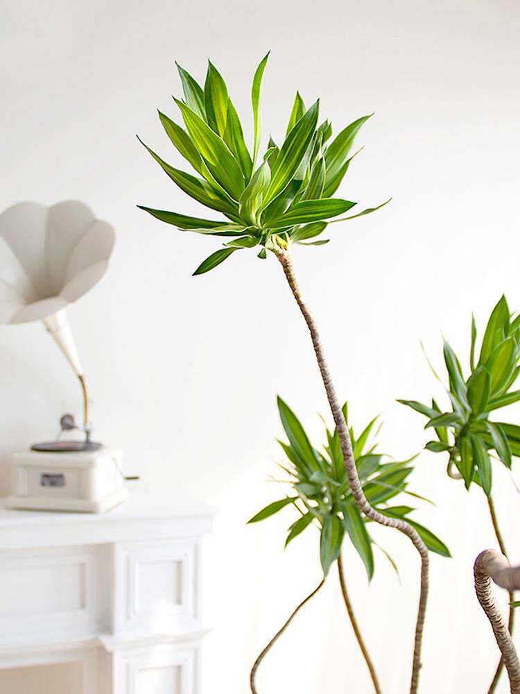 百合竹大型绿植盆栽室内客厅办公室金边造型净化空气好养观叶植物