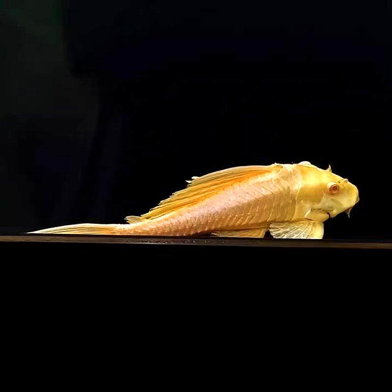 清道夫鱼红眼女王大帆鱼缸清洁工除藻工具女皇异型淡水热带观赏鱼