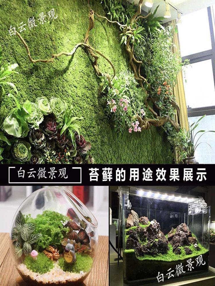 苔藓微景观植物鲜活青苔孢子盆景假山装饰铺面盆栽活白发藓干
