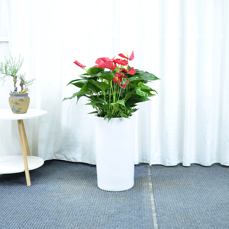 红掌盆栽带花苞年宵花卉植物四季开花客厅办公室大型室内观花绿植