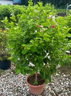 使君子耐高温浓香花卉盆栽直立水君子四季大植物庭院阳台花园开花